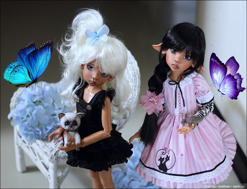 Мое семейство Кошачьих…или Лайла с котёнком