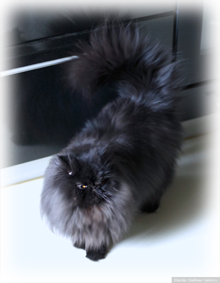 Один день из жизни эльфийского Ангела