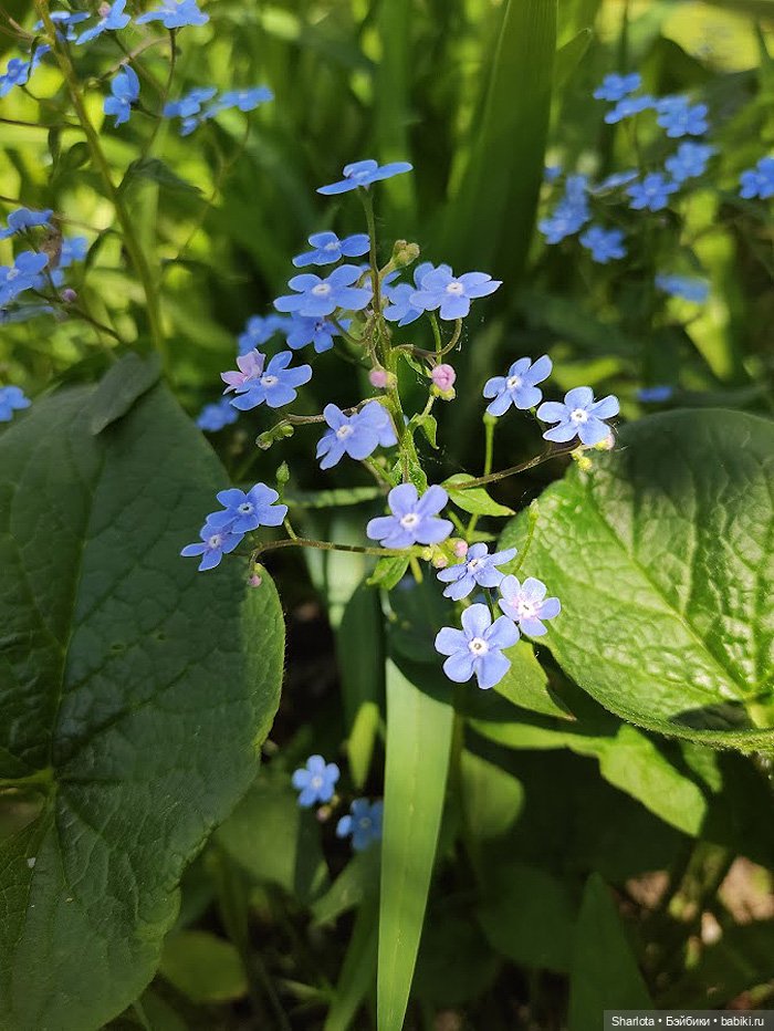 Незабываемые…3 часть заключительная