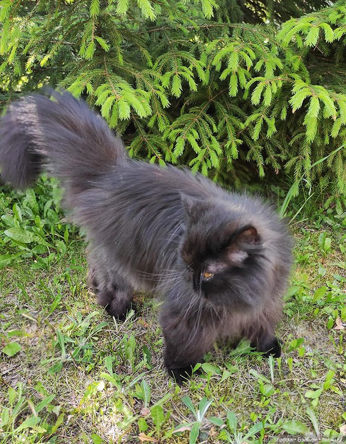 Незабываемые...2 часть — Домашние коллекции кукол: фото собраний