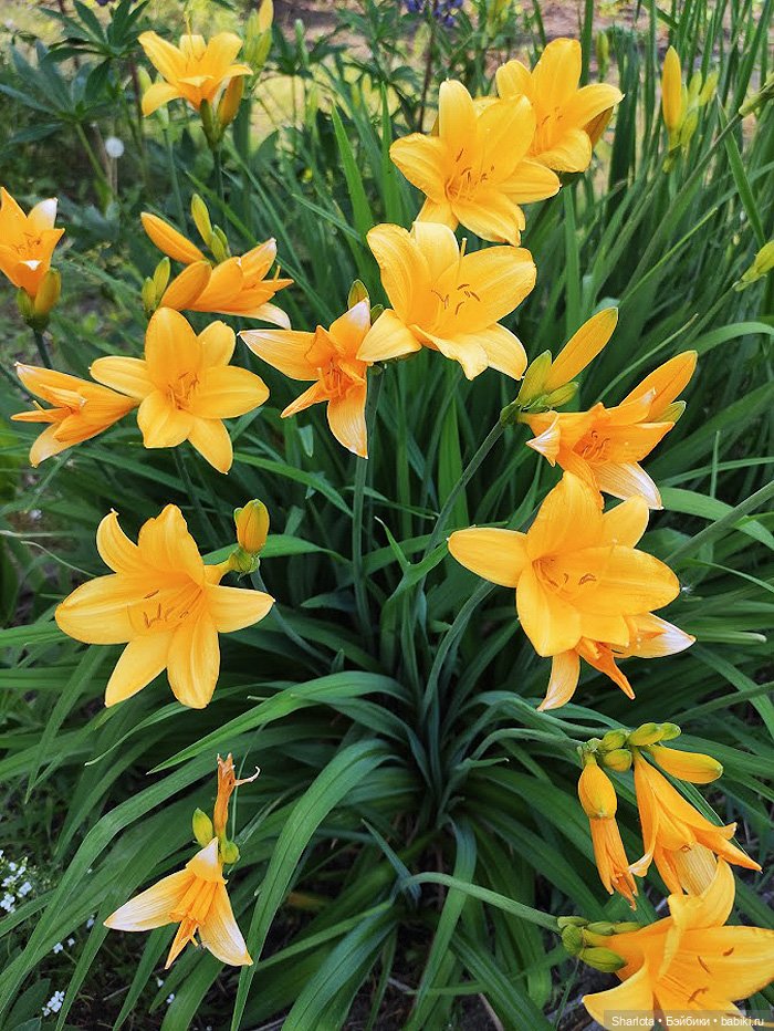 Незабываемые...2 часть — Домашние коллекции кукол: фото собраний