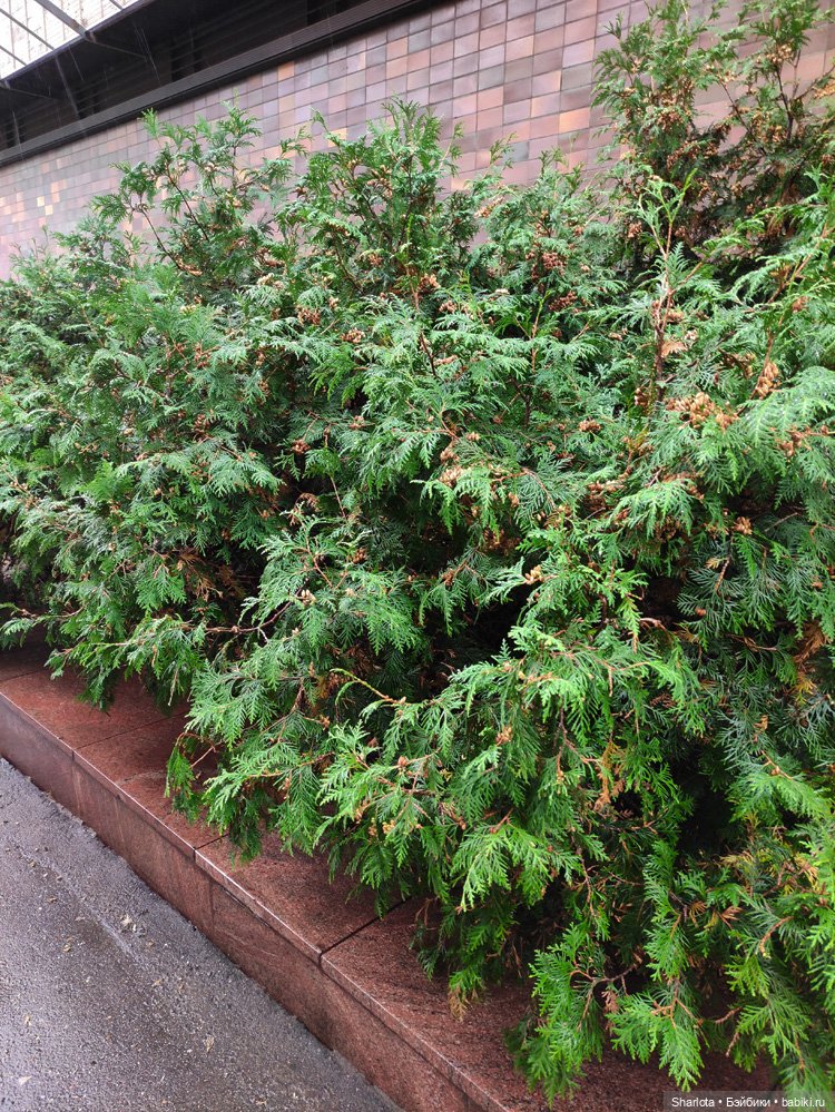 Выставка на Тишинке 2023 моими глазами | Бэйбики Выставка на Тишинке 2023 моими глазами (фото 6)