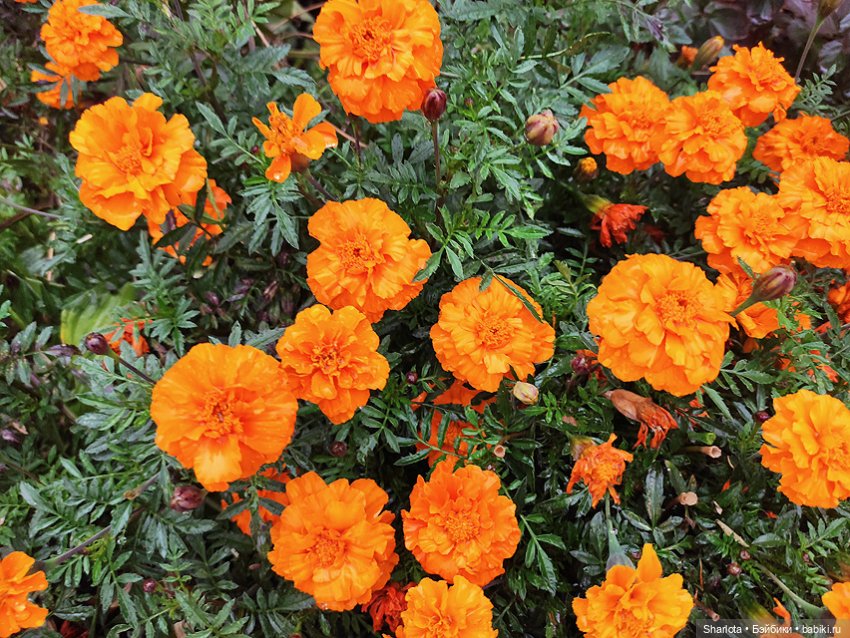 Выставка на Тишинке 2023 моими глазами | Бэйбики Выставка на Тишинке 2023 моими глазами (фото 4)