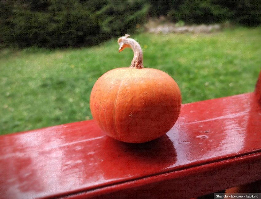 Хэллоуинские вечера или мои ненаглядные ведьмы