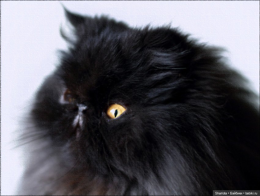 Хэллоуинские вечера или мои ненаглядные ведьмы