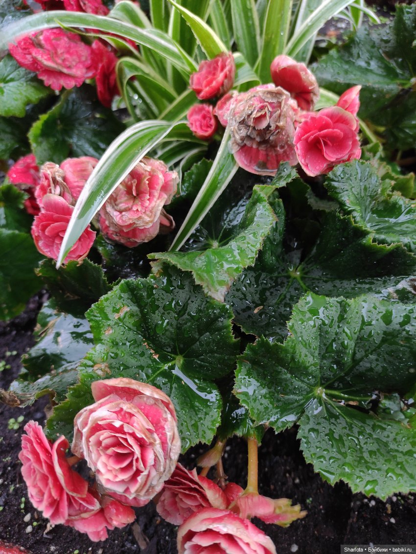 Осенний Бал кукол 2024 на Тишинке моими глазами | Бэйбики Осенний Бал кукол 2024 на Тишинке моими глазами (фото 2)