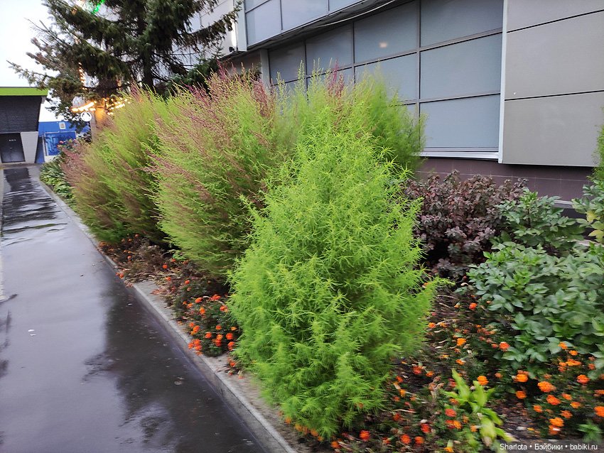 Осенний Бал кукол 2024 на Тишинке моими глазами | Бэйбики Осенний Бал кукол 2024 на Тишинке моими глазами