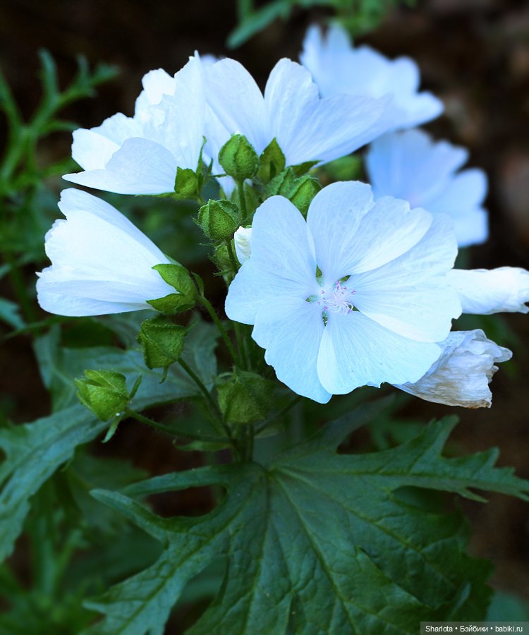 Всё в жизни когда-то случается в первый раз (фото 9)
