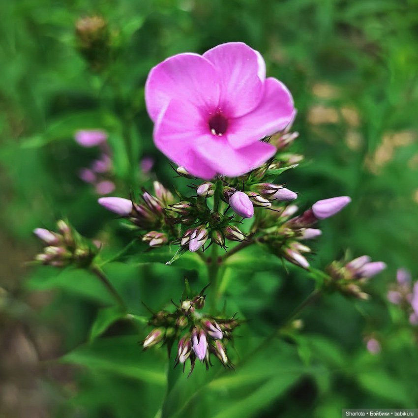 Всё в жизни когда-то случается в первый раз