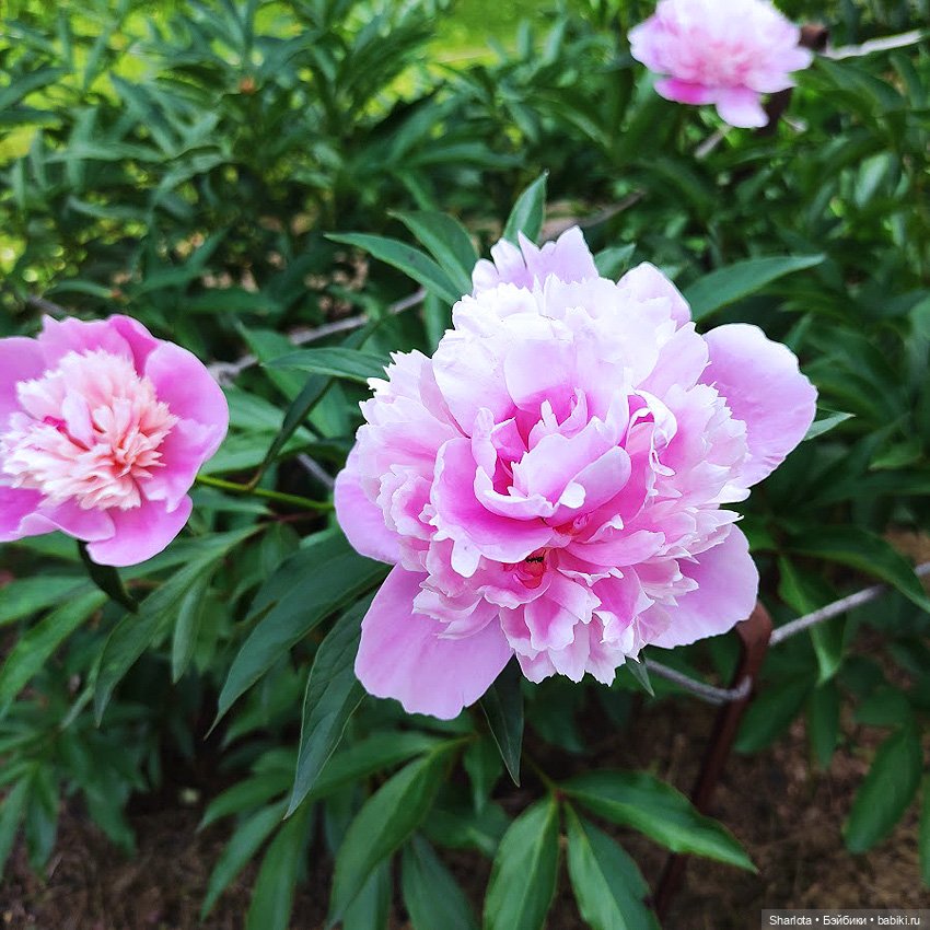 Всё в жизни когда-то случается в первый раз (фото 7)