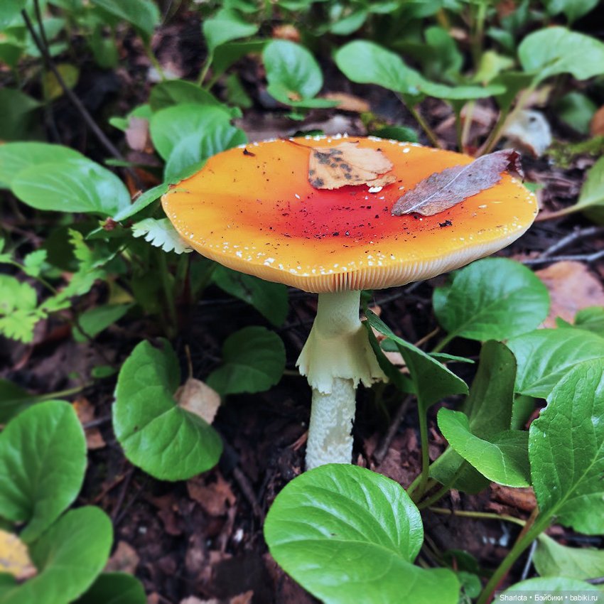 Всё в жизни когда-то случается в первый раз