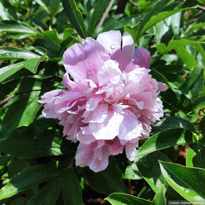 Всё в жизни когда-то случается в первый раз (фото 4)