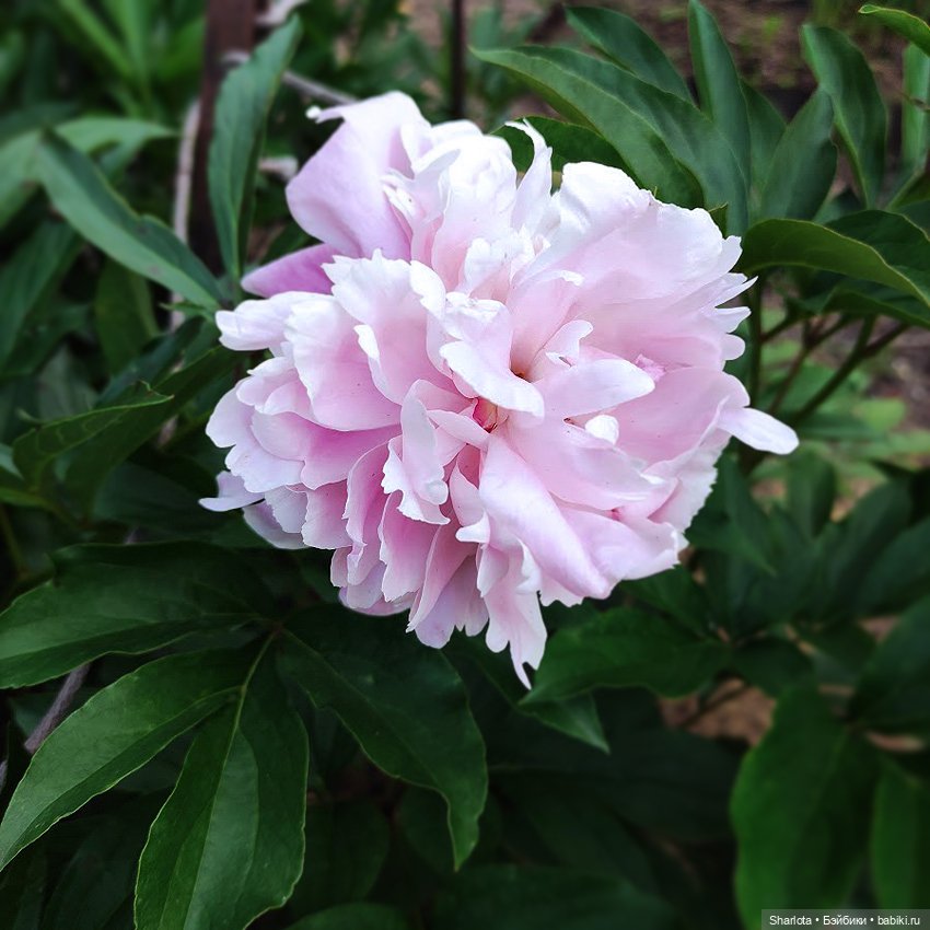 Всё в жизни когда-то случается в первый раз