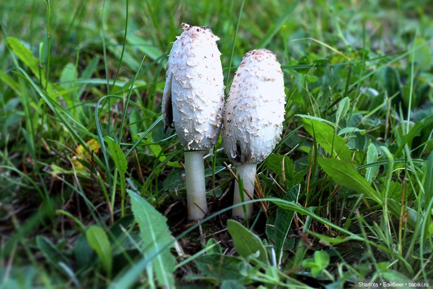 Всё в жизни когда-то случается в первый раз