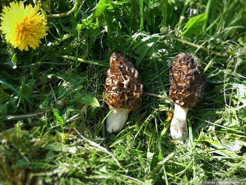 Всё в жизни когда-то случается в первый раз