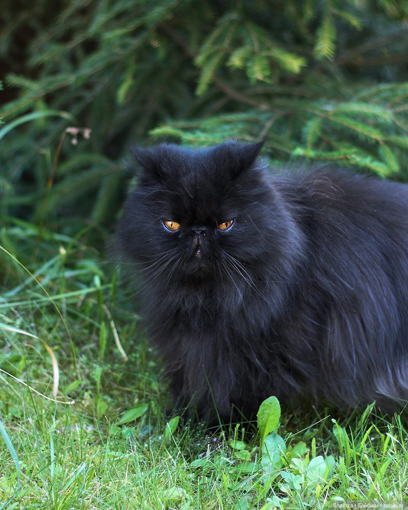 Как Бон-Бон звезду поймала. Загадывайте желание
