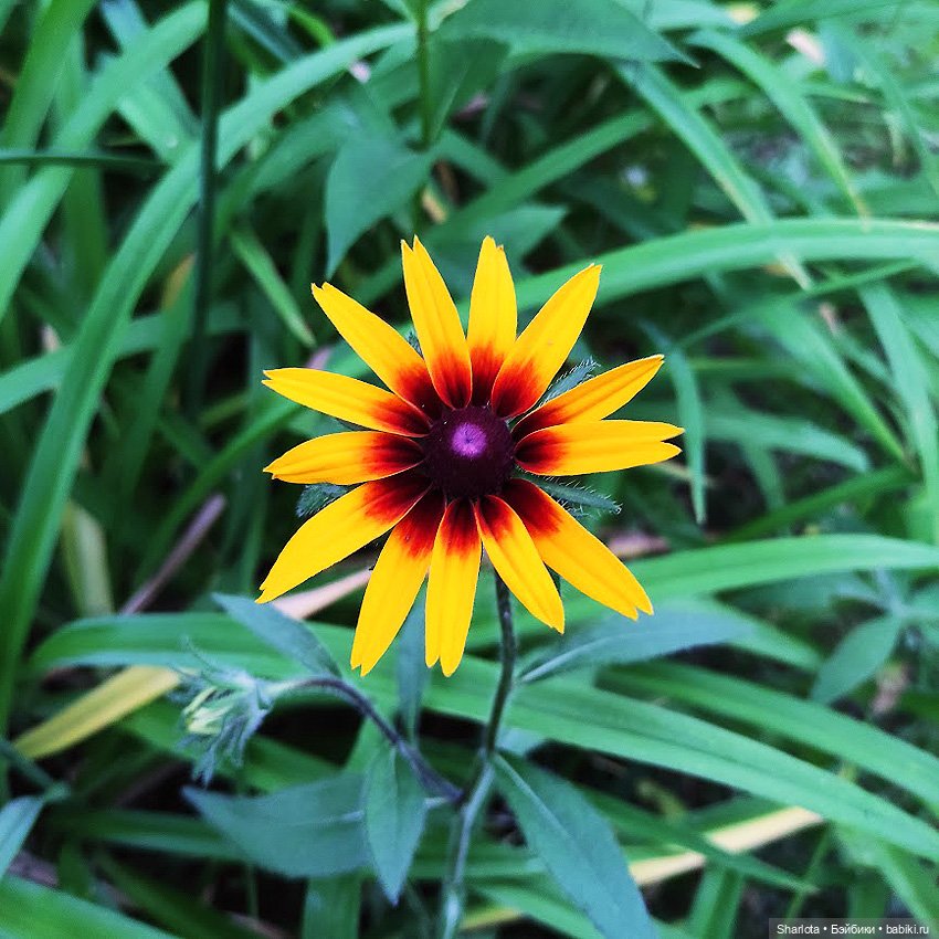 Как Бон-Бон звезду поймала. Загадывайте желание