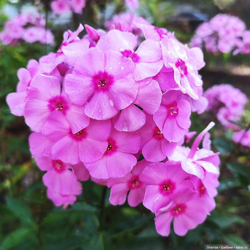 Как Бон-Бон звезду поймала. Загадывайте желание