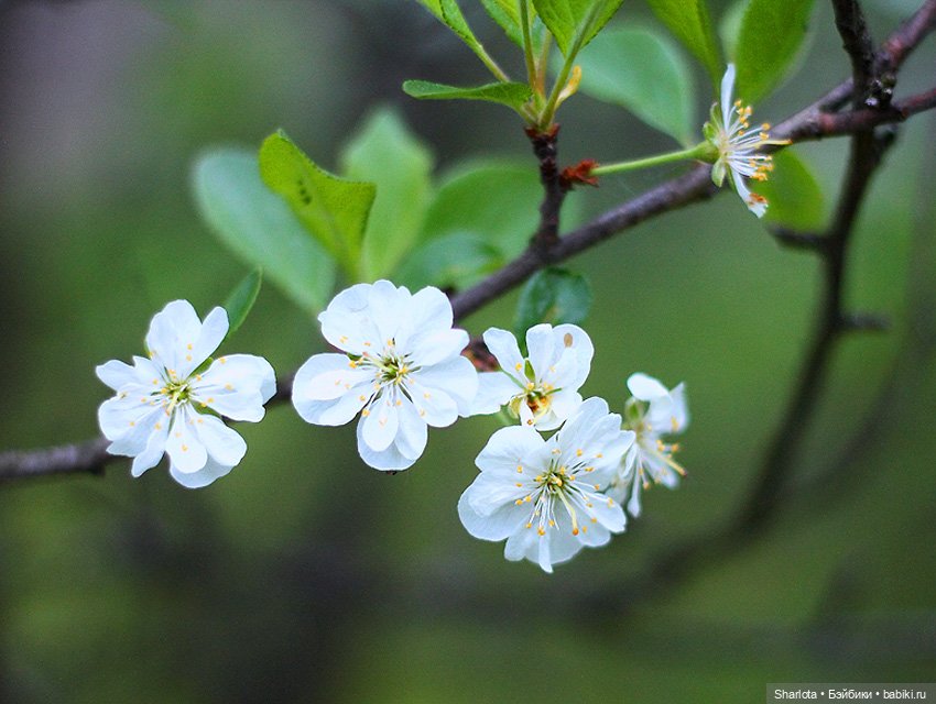 Как Бон-Бон звезду поймала. Загадывайте желание