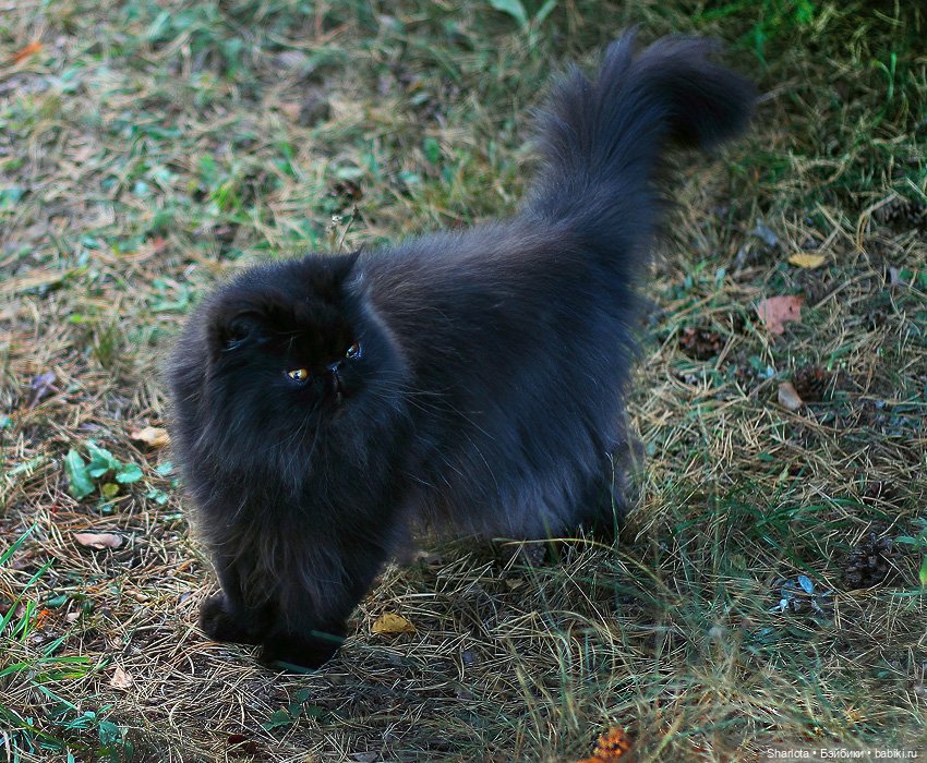 Как Бон-Бон звезду поймала. Загадывайте желание