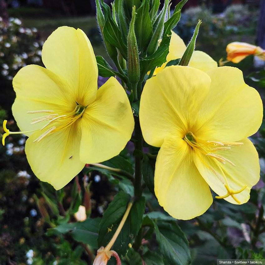 Как Бон-Бон звезду поймала. Загадывайте желание