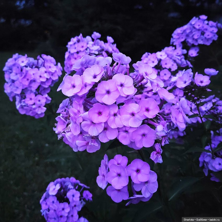 Как Бон-Бон звезду поймала. Загадывайте желание