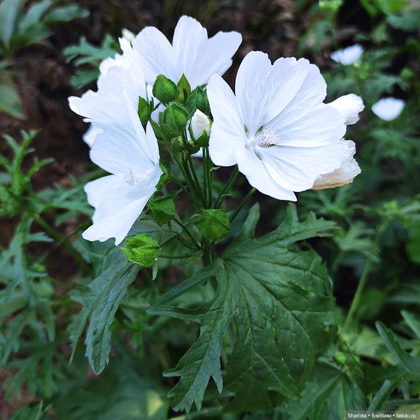 Как Бон-Бон звезду поймала. Загадывайте желание