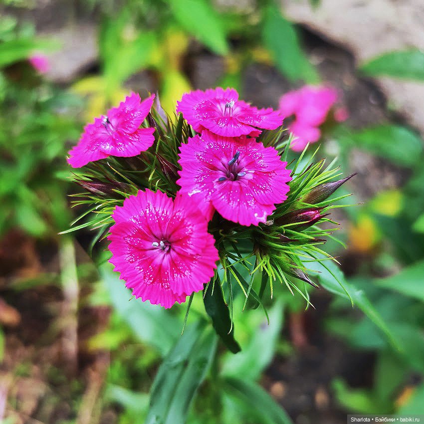 Как Бон-Бон звезду поймала. Загадывайте желание