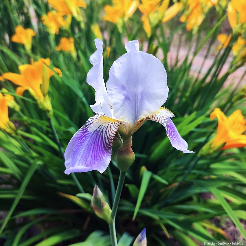 Как Бон-Бон звезду поймала. Загадывайте желание (фото 7)