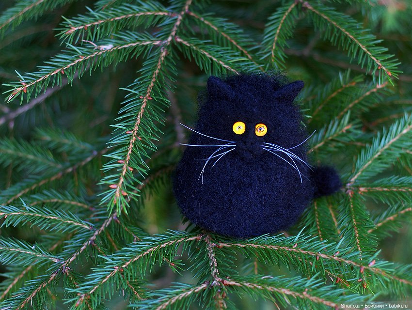 Как Бон-Бон звезду поймала. Загадывайте желание