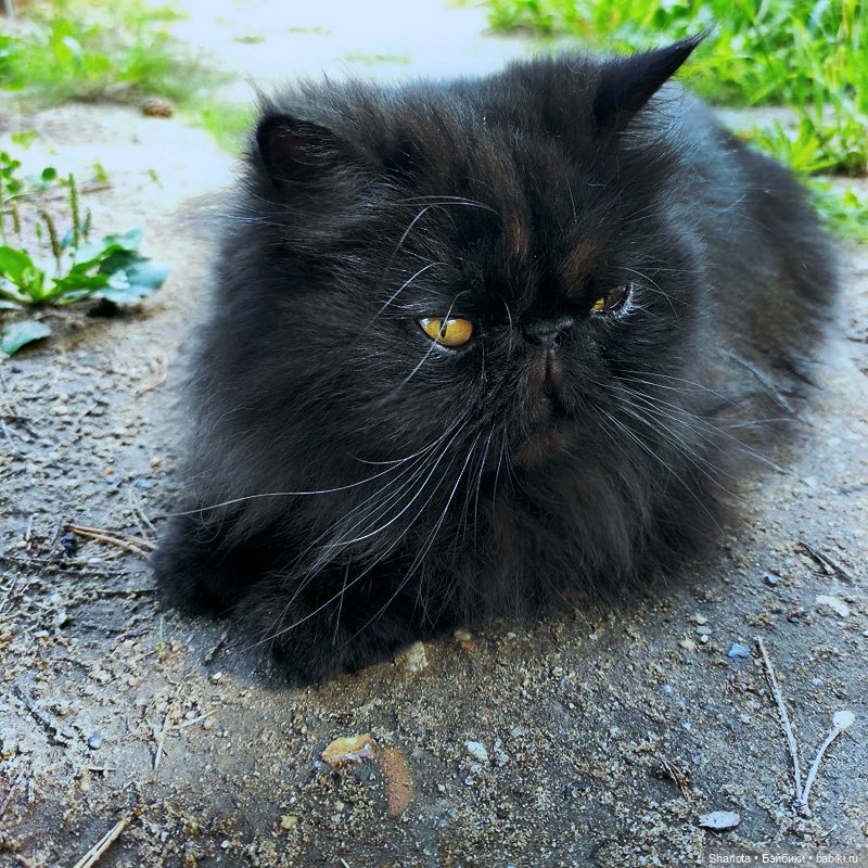 Как Бон-Бон звезду поймала. Загадывайте желание