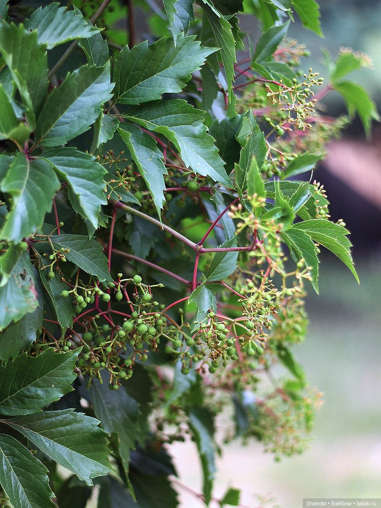 Как Бон-Бон звезду поймала. Загадывайте желание