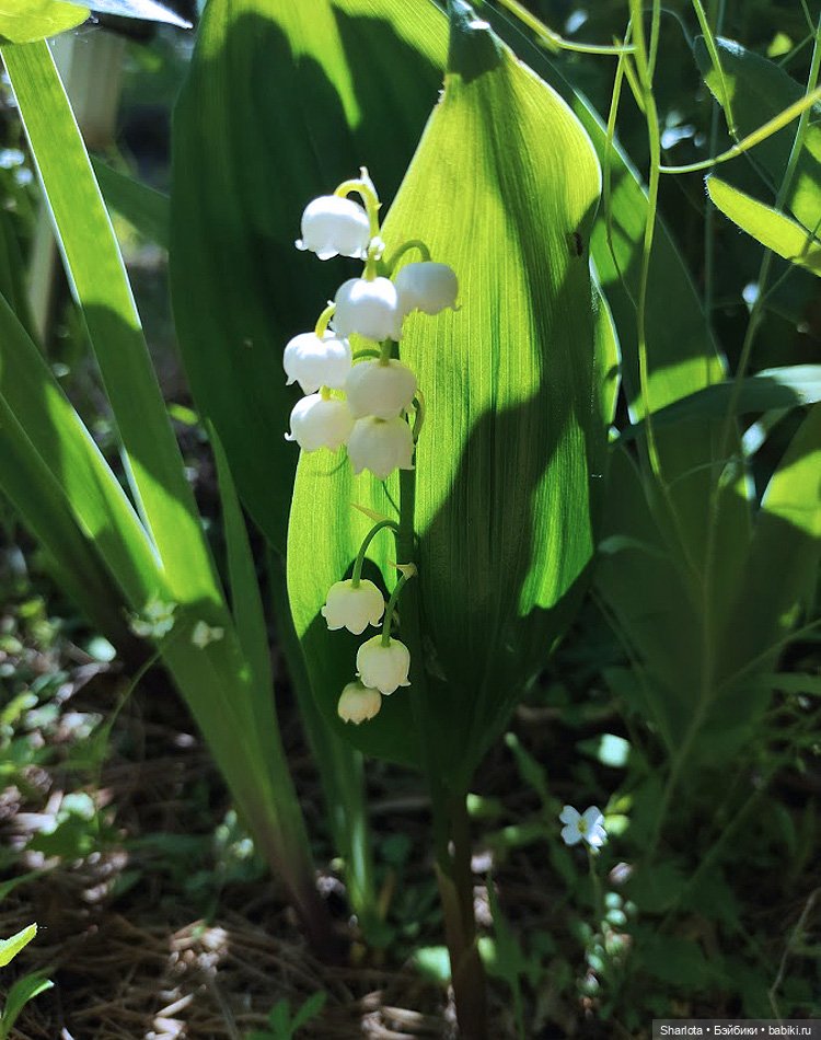Как Бон-Бон звезду поймала. Загадывайте желание