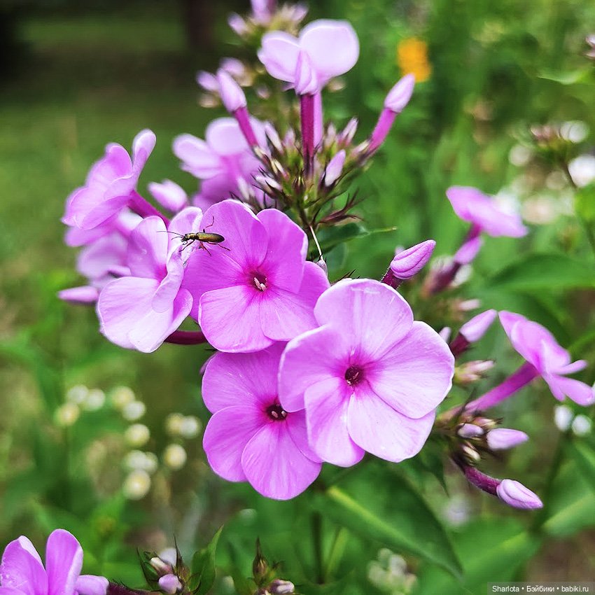 Как Бон-Бон звезду поймала. Загадывайте желание