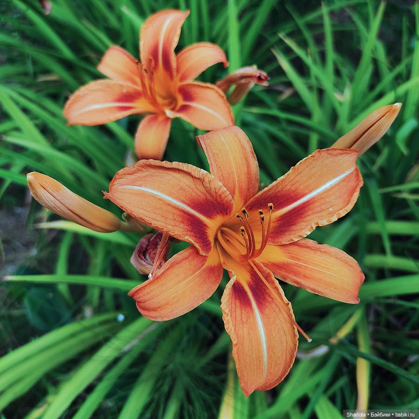 Как Бон-Бон звезду поймала. Загадывайте желание