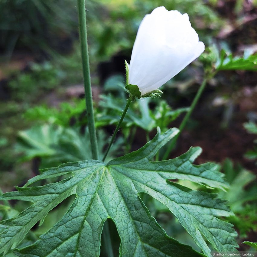 Как Бон-Бон звезду поймала. Загадывайте желание