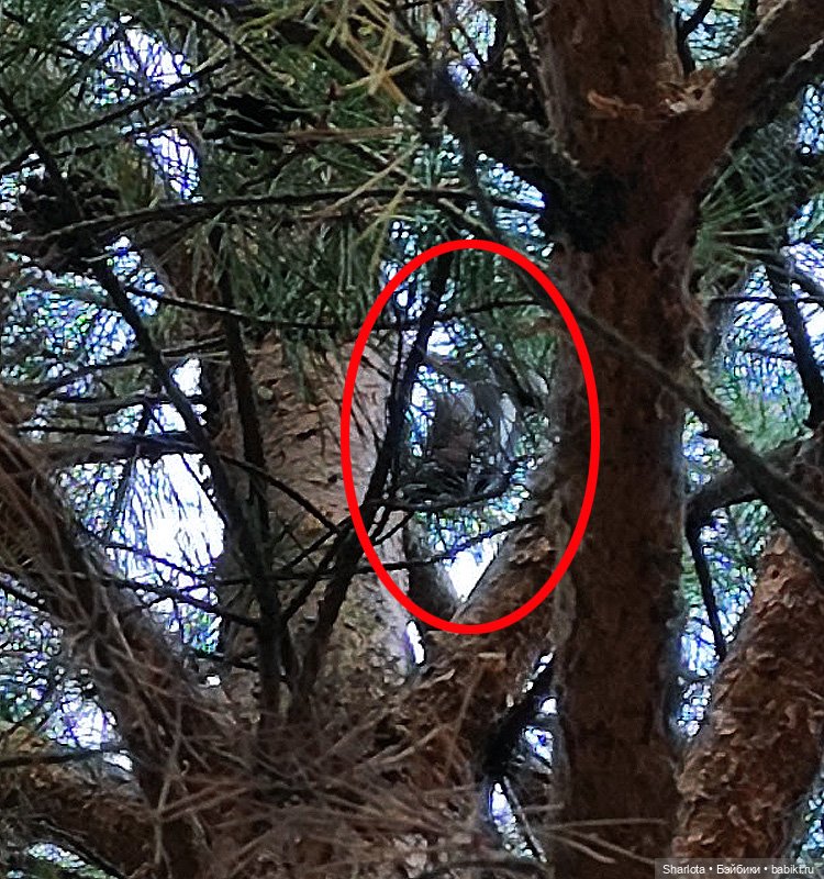 Быль или небыль — Куклы Atelier Momoni (Момони): авторские BJD (БЖД)