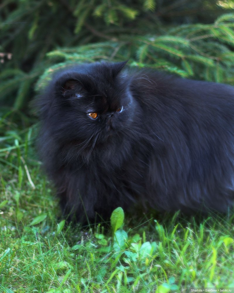 Быль или небыль — Куклы Atelier Momoni (Момони): авторские BJD (БЖД)