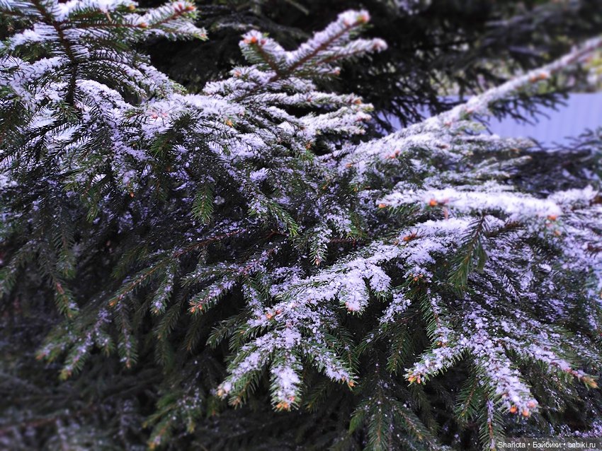 Быль или небыль — Куклы Atelier Momoni (Момони): авторские BJD (БЖД) (фото 4)