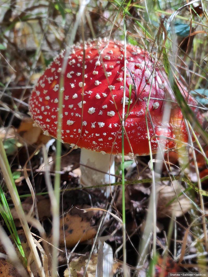 Быль или небыль — Куклы Atelier Momoni (Момони): авторские BJD (БЖД)