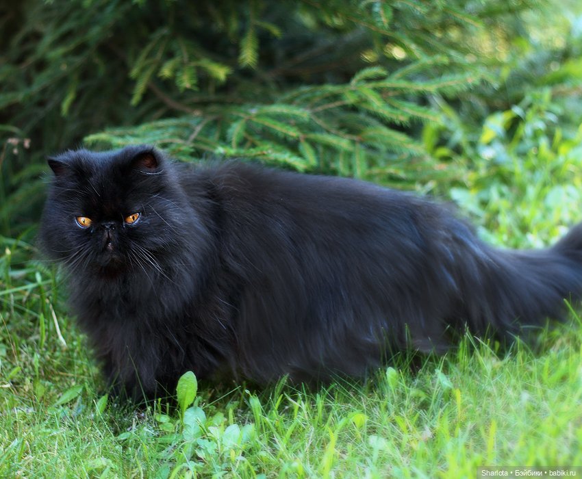 Быль или небыль — Куклы Atelier Momoni (Момони): авторские BJD (БЖД)