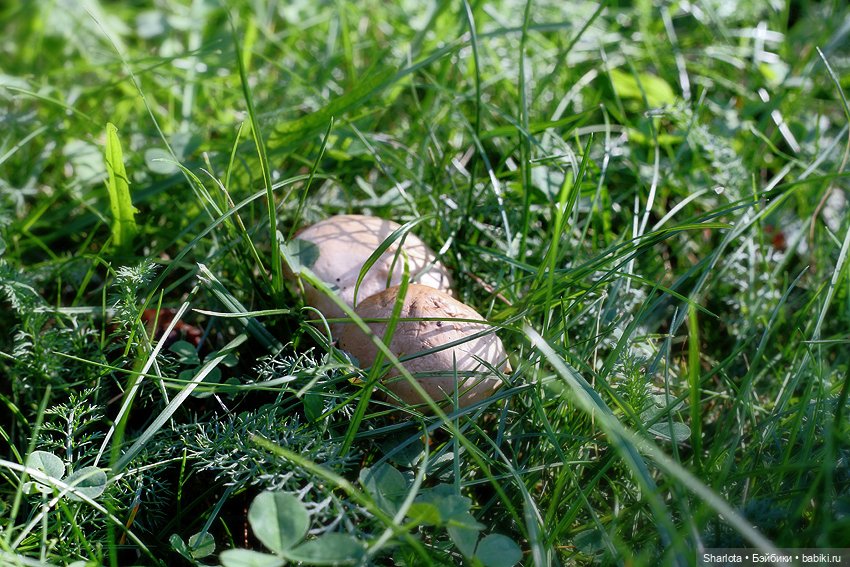 Быль или небыль — Куклы Atelier Momoni (Момони): авторские BJD (БЖД)