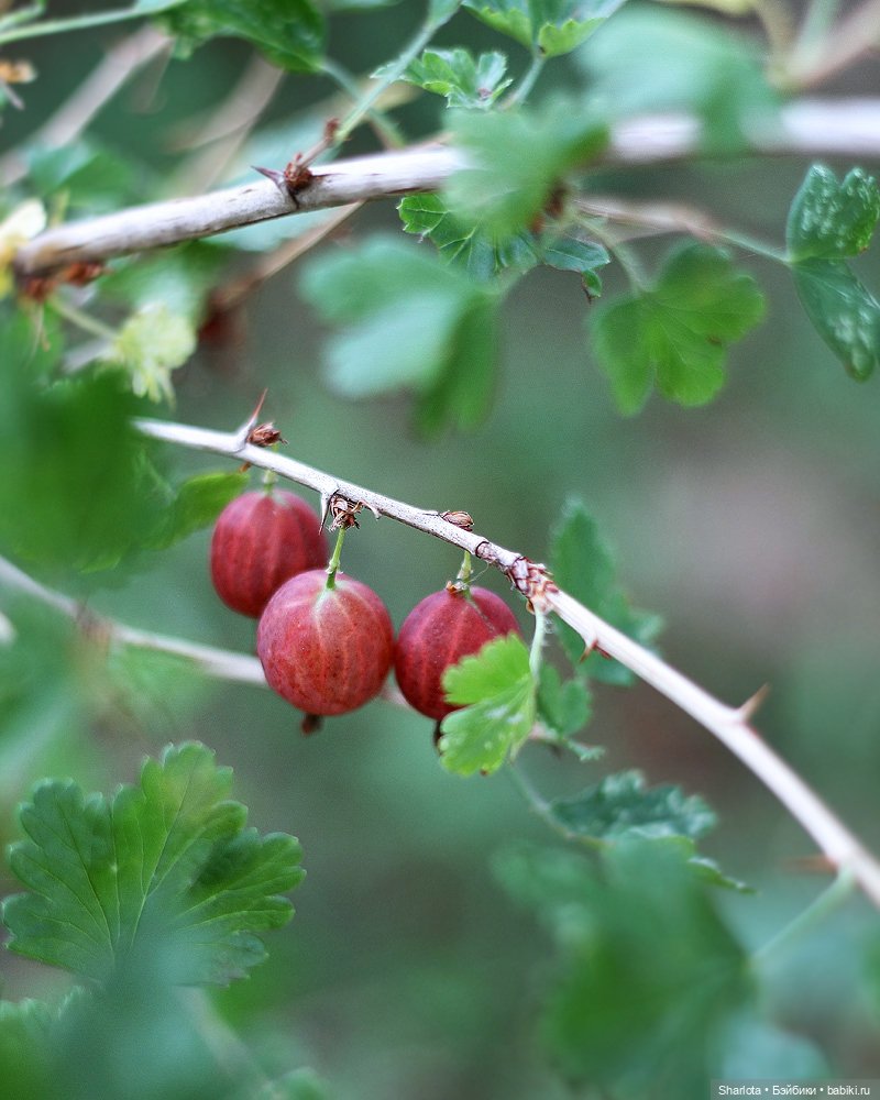 Быль или небыль — Куклы Atelier Momoni (Момони): авторские BJD (БЖД) (фото 9)