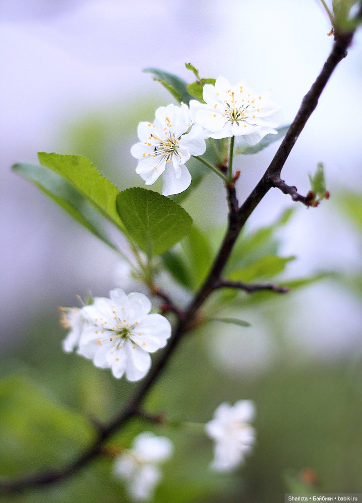 Быль или небыль — Куклы Atelier Momoni (Момони): авторские BJD (БЖД) (фото 7)