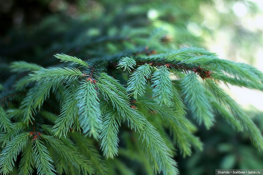 Быль или небыль — Куклы Atelier Momoni (Момони): авторские BJD (БЖД)