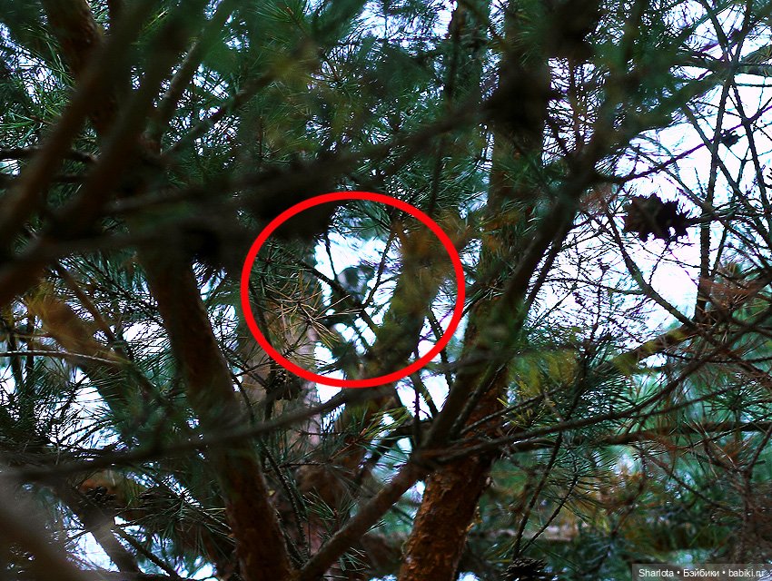 Быль или небыль — Куклы Atelier Momoni (Момони): авторские BJD (БЖД)