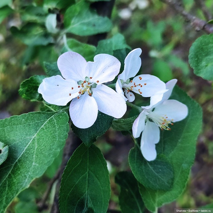 Быль или небыль — Куклы Atelier Momoni (Момони): авторские BJD (БЖД) (фото 8)