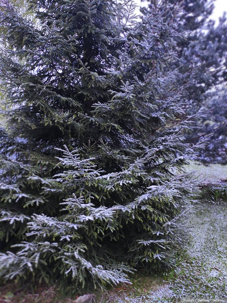 Быль или небыль — Куклы Atelier Momoni (Момони): авторские BJD (БЖД) (фото 5)