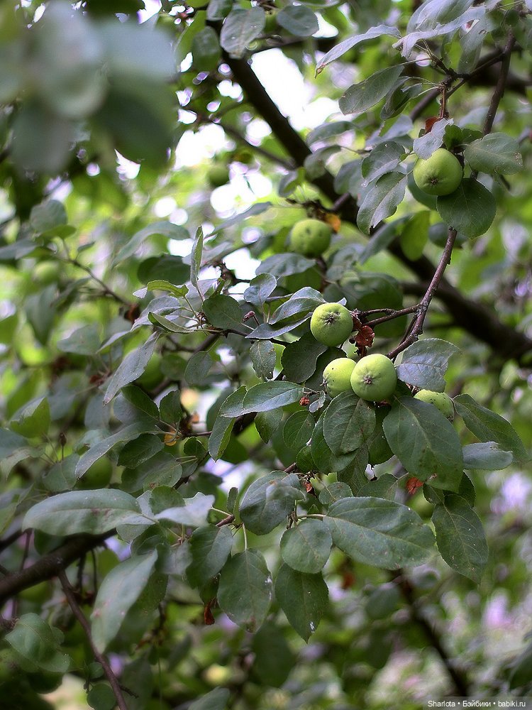 Быль или небыль — Куклы Atelier Momoni (Момони): авторские BJD (БЖД)