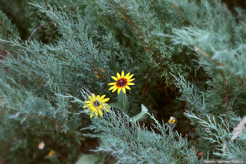 Быль или небыль — Куклы Atelier Momoni (Момони): авторские BJD (БЖД)